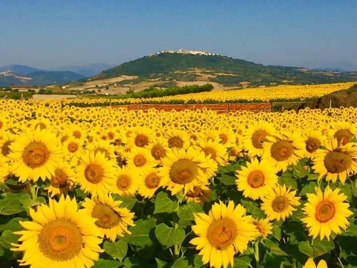 Il Pentagono 2* Termoli